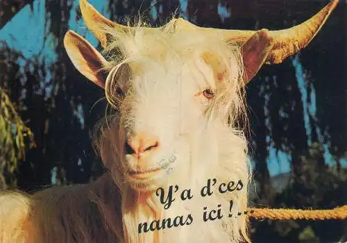 Funny Animals Postcard goat