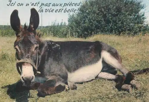 Funny Animals Postcard donkey