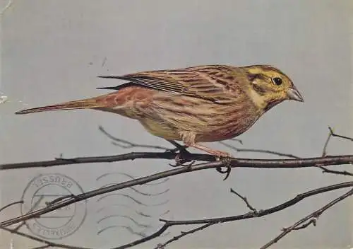 Animals Postcard yellow hammer bird