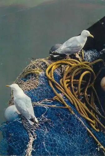 Animals Postcard gulls on fishing boat detail aspect