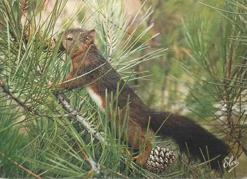 Animals Postcard squirrel