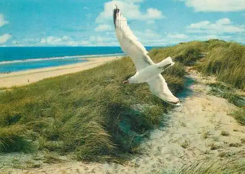 Animals Postcard seagull at the seaside sandy beach and sea view