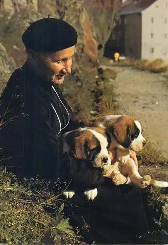 Animals Postcard Switzerland Chanoine du Grand Saint Bernard avec chiens
