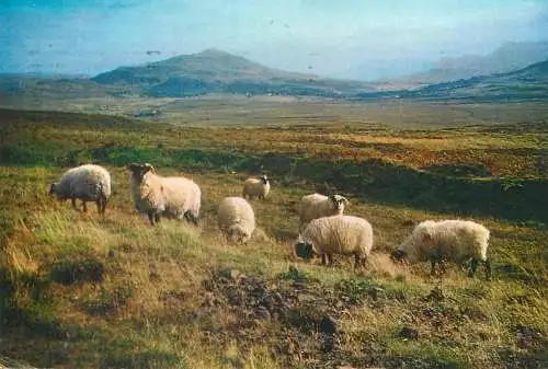 Animals Postcard Highland Black-face sheep