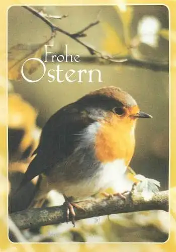 Animals Easter greetings Postcard Robin bird