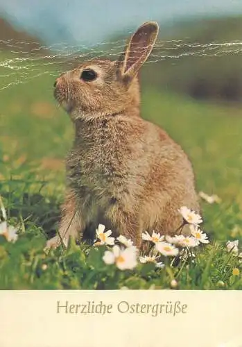 Animals Easter greetings Postcard hare