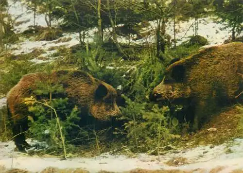 Animals Postcard Wildschweine in freie Natur