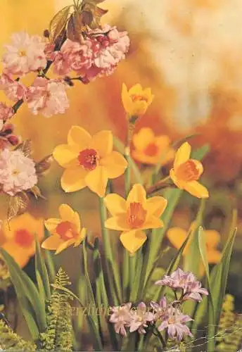 Postcard Herzliche Osterfest daffodils