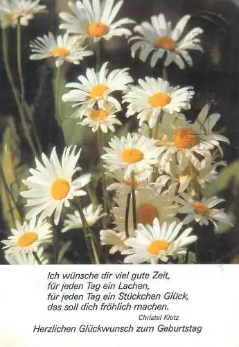 Birthday best wishes greetings Postcard daisies