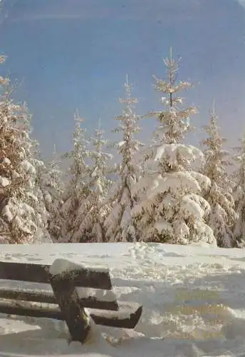 Postcard Winter Holidays greetings fir tree forest detail aspect