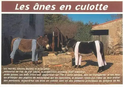 Funny animals Post card donkeys wearing pants at the well