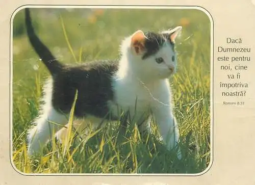 Post card black and white little kitten