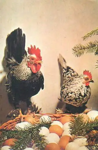 Post card rooster and hen guarding eggs
