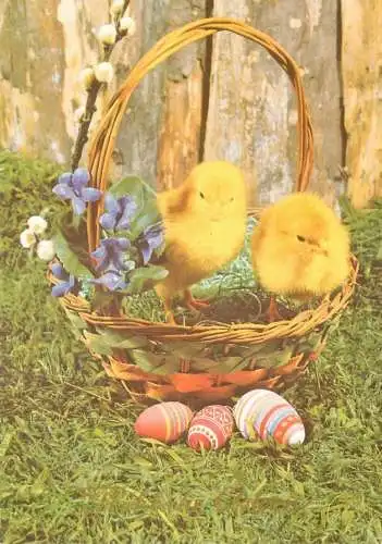 Easter Holiday Post card chicken painted and flowers