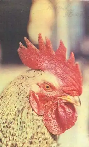 Postcard rooster head detail view