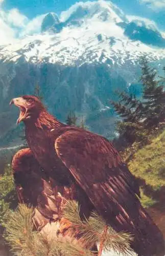 Postcard Aquila Chrysaetos mountain eagle