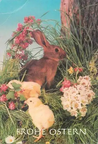 Frohe Ostern Postcard chicken and rabbit