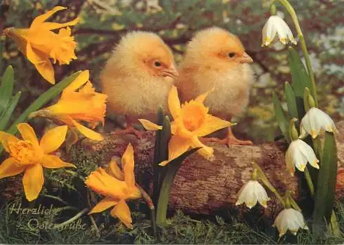 Herzliche Ostergrusse Postcard chicken with daffodils