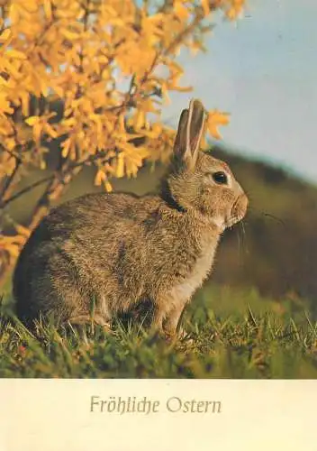 Frohliche Ostern Postcard rabbit in the field