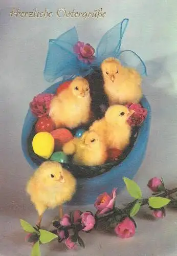 animals Easter greetings Postcard chicken with painted eggs