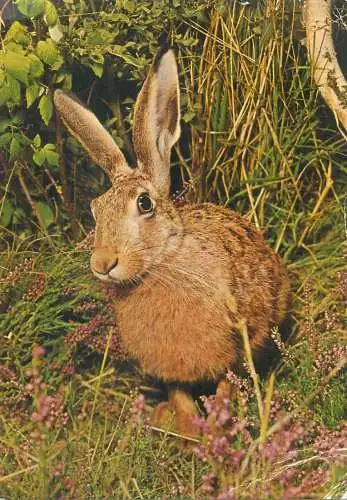 animals Postcard rabbit in the field