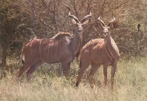Animals Postcard Tragelaphus Strepsiceros (Pallas) Big Kudu