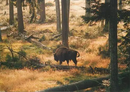 Animals Postcard buffalo