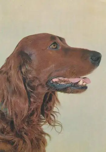 Animals Postcard Irish setter dog breed