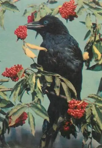Animals Postcard Raven