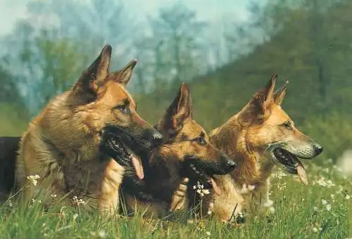 Animals Postcard German Shepherd dogs