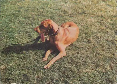 Animals Post card English pointer dog breed