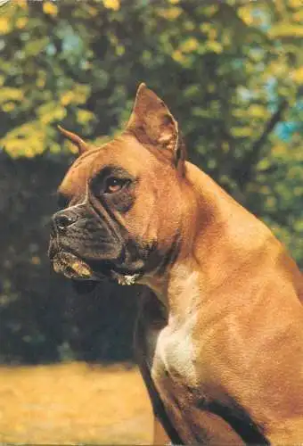 Animals Post card boxer dog breed