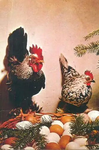 Animals Post card rooster and hen watching eggs