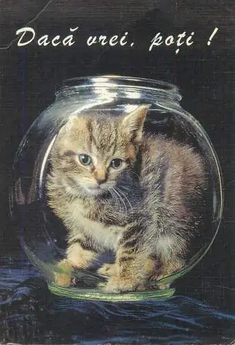 Animals Post card cat in a fishbowl funny picture