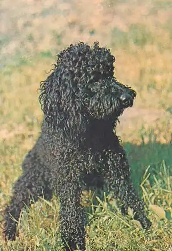 Animals Post card poodle dog breed