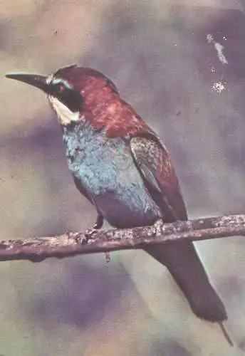 Animals Post card Meropos apiaster Bee eater bird