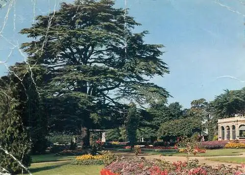 Postcard France Rennes Jardin du Thabor "le cedre"