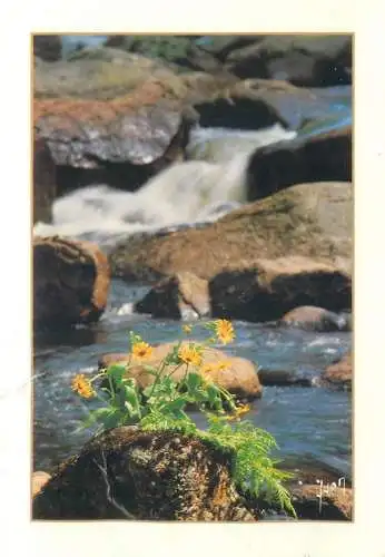 Postcard France Lumiere nature du Limousin