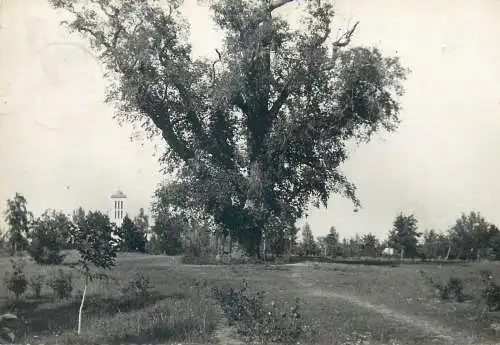 Postcard Hungary Balaton lake Rakoczi tree