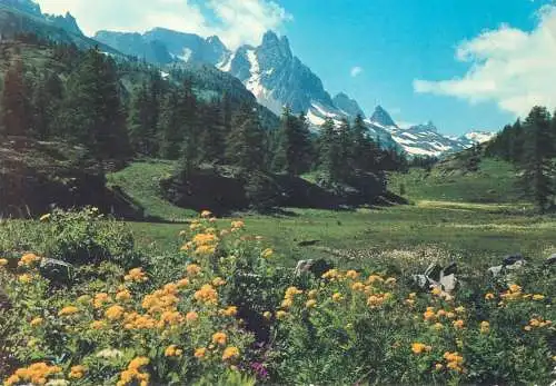 Postcard tapis floraux dans la vallee de la Claree France