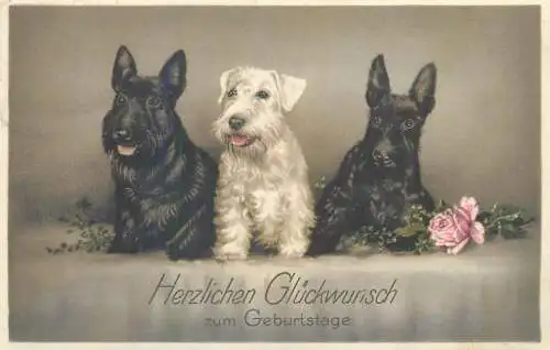 dogs animal types Postcard Herzlichen Gluckwunsch zum Geburtstage