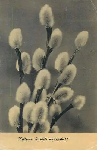 Easter greetings Postcard blossom willow branch