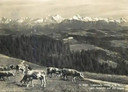 Post card Switzerland Ludernalp mountain pasture cow herd Alps picturesque mountain view