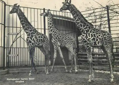 Post card Switzerland Basel Zoologischer Garten Giraffen