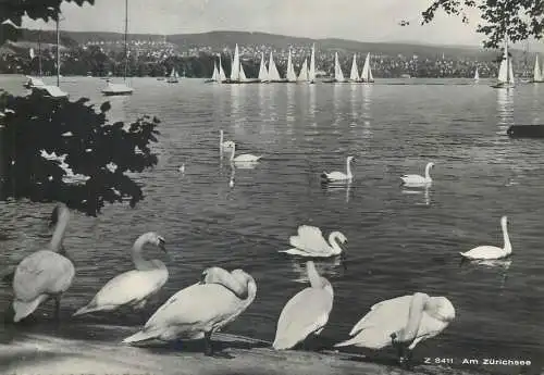 Post card Switzerland Am Zurichsee swans sailing types and scenes