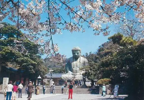 Postcard Japan Kamakura Great Buddha of Kamakura cherry bloom