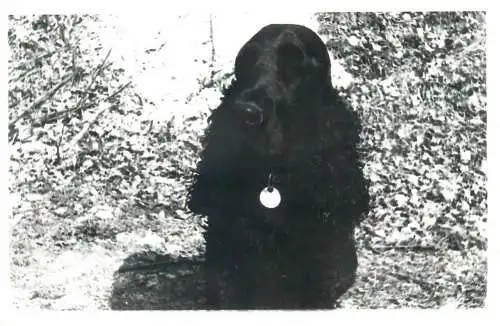 Post card dog animal types