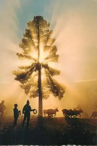 Postcard Sweden ethnic types reindeer sunrise view