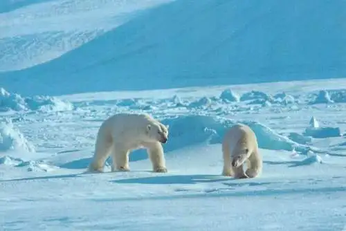 Postcard Norway Thalarctos maritimus polar bear