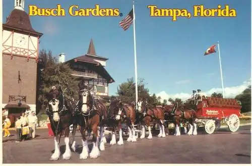 Postcard USA FL Busch gardens 8 horse drawn coach